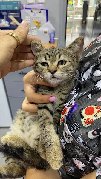 dr.paws veteriner kliniği foto 1