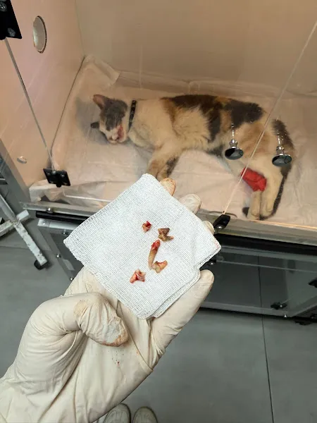 dr.paws veteriner kliniği foto 2