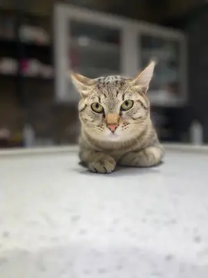 karaköprü Garfield Veteriner Kliniği