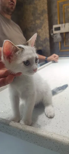 Garfield Veteriner Kliniği foto 2
