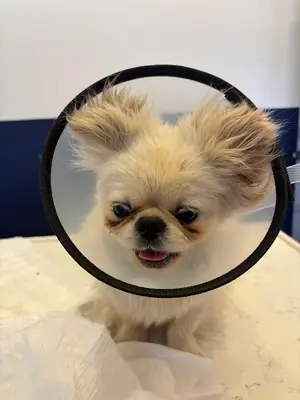 Sâye Veteriner Kliniği
