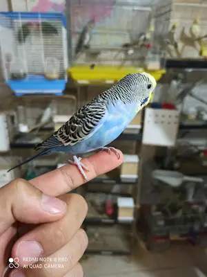 Hüma Toptan Petshop Malzemeleri