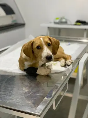 Belek Petopya Veteriner Kliniği