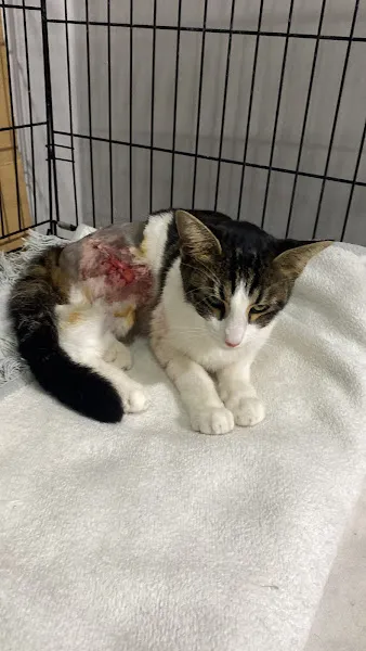 Pendik Uygar Veteriner Kliniği foto 2