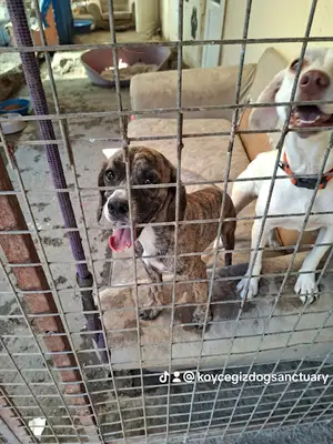 Sarah's Private Dog Sanctuary