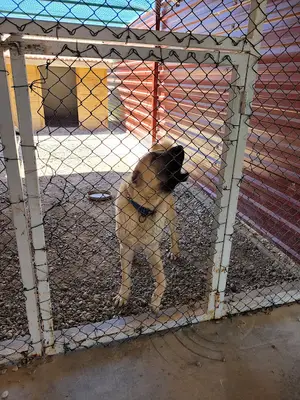 Sivas Kangal Köpeği Üretim, Eğitim ve Koruma Merkezi