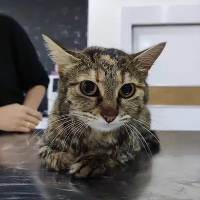 miyavet Veteriner Kliniği