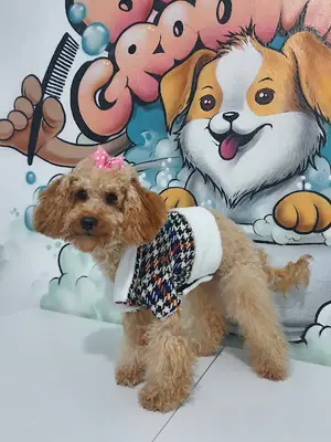Bubble Dalyan Petshop & Grooming
