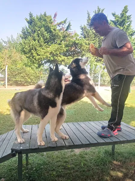 Fırat Köpek Eğitim Merkezi foto 2