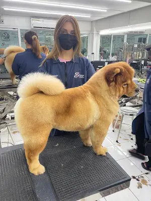 Dino Pet Stylist fotoğrafı