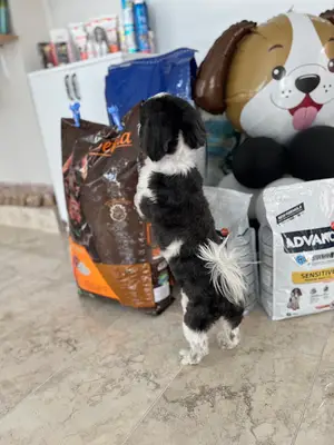 pınar pet kuaför