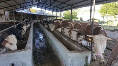 DOĞAN BESİCİLİK ADAKLIK KURBAN fotoğrafı