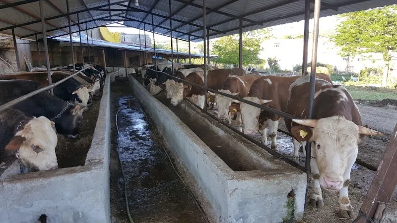 DOĞAN BESİCİLİK ADAKLIK KURBAN foto 1
