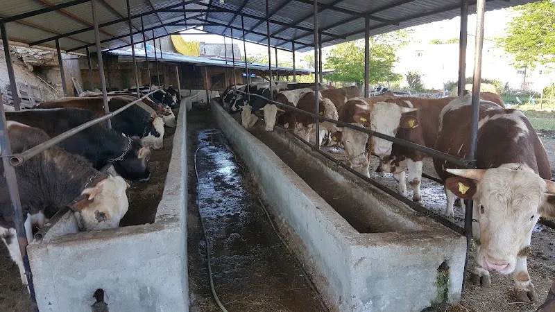 DOĞAN BESİCİLİK ADAKLIK KURBAN foto 2