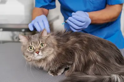 Vita-vet Veteriner Kliniği