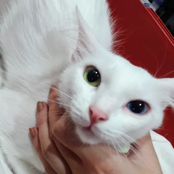 CAN-VET Veteriner Kliniği foto 2