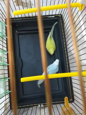 Sirin Pet Shop