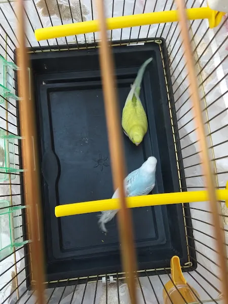 Sirin Pet Shop foto 1