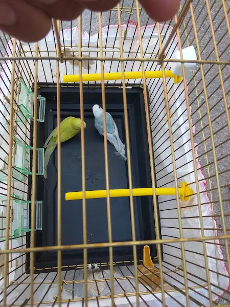Sirin Pet Shop foto 2