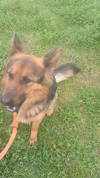Pozitive Dog Training /Kocaeli Köpek Eğitimi foto 2