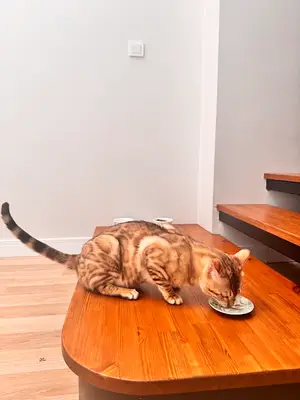 Academy pet