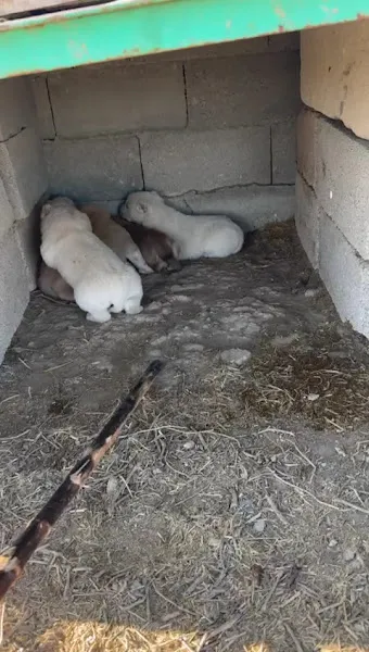 Levent Ergül Ahılı foto 2