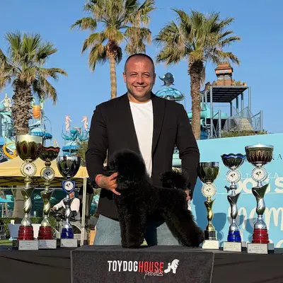 Toydoghouse Poodles İstanbul fotoğrafı