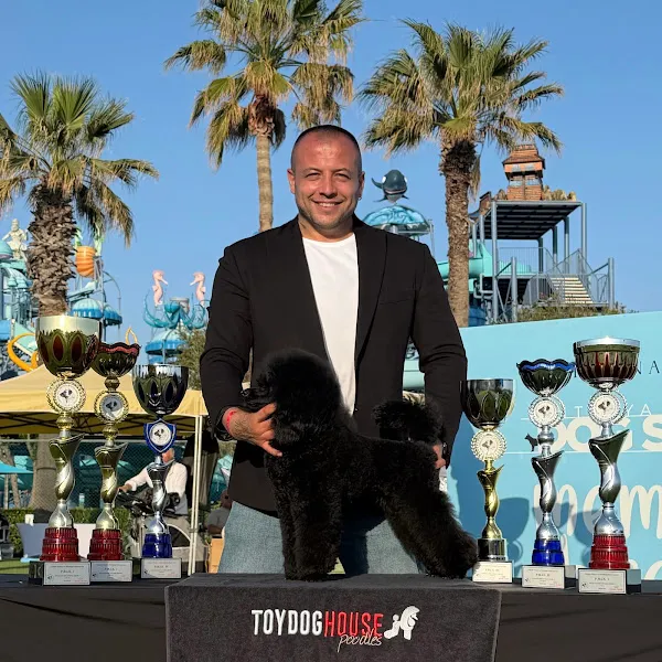 Toydoghouse Poodles İstanbul foto 1