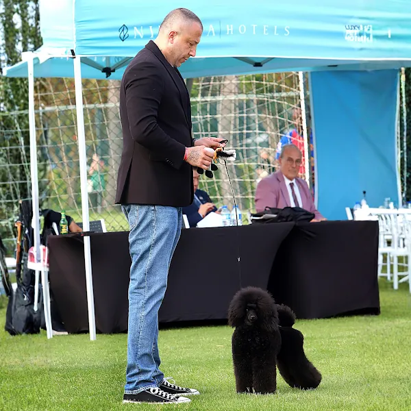 Toydoghouse Poodles İstanbul foto 2