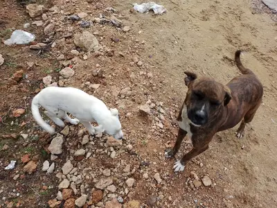 Yardıma Muhtaç Köpekler fotoğrafı
