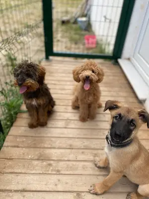 MD K9 ( Dog School ) fotoğrafı