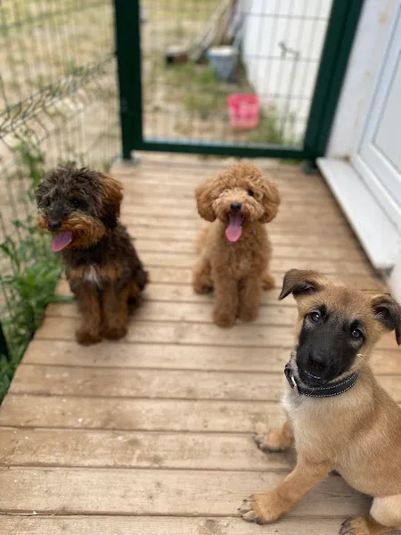 MD K9 ( Dog School ) foto 1