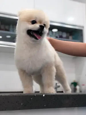 Yenibosna Pet Kuaför