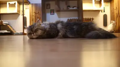 Kedi Aile Evi