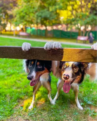 Pawclass