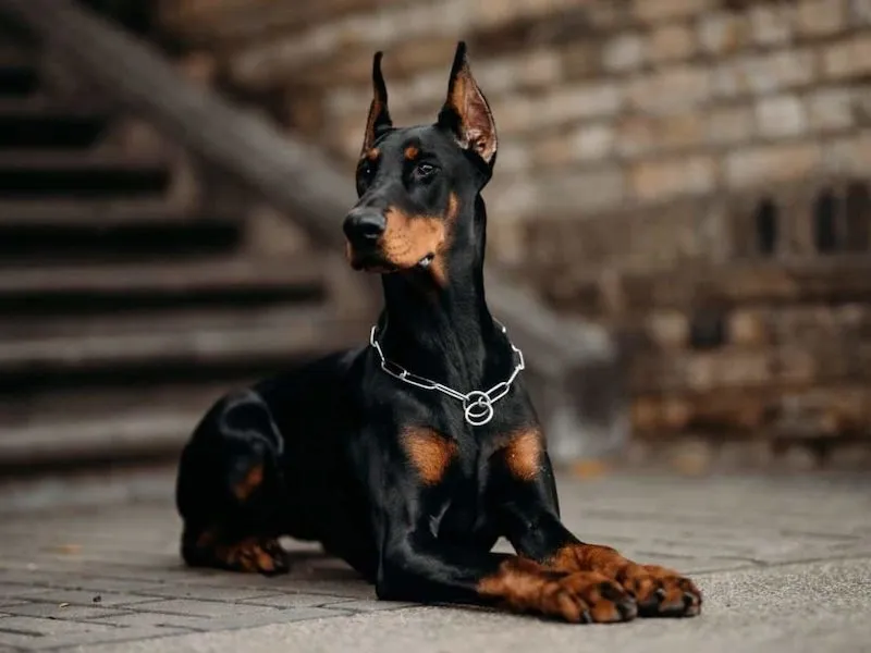 Köpek Eğitim Enstitüsü foto 2