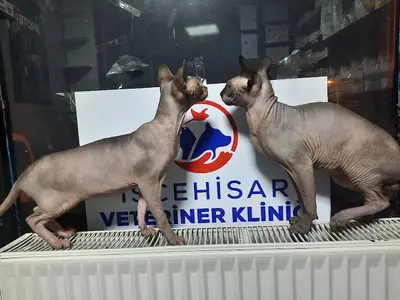 Göktaş Veteriner Kliniği
