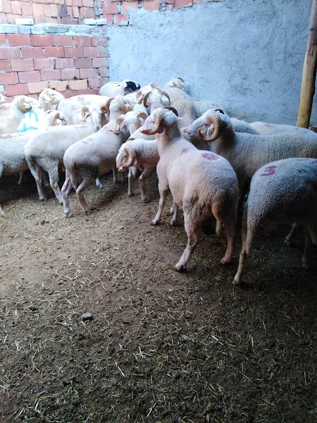 Aras küçükbaş hayvancılık foto 1