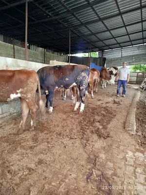 Taşdemir küçükbaş hayvan alım satım