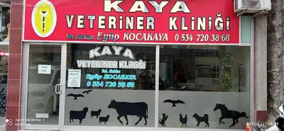 Kaya veteriner kliniği