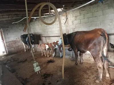 DAVGANALI BARA HAYVAN ÜRETİM TESİSİ