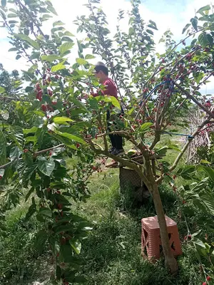 Arslan hayvancılık fotoğrafı