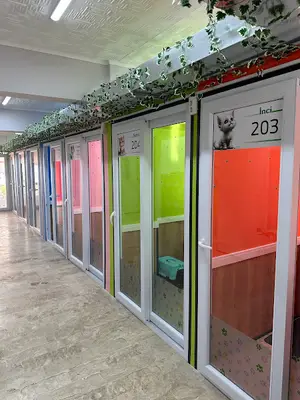Lucky Cats Hotel Kedi Oteli