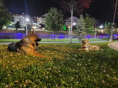 Ankara_köpek_egitim fotoğrafı