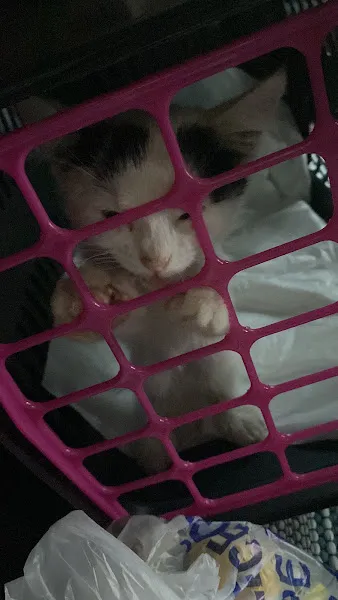 Pet Veteriner Kliniği Etlik foto 2