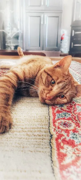 Keçiören Veteriner Kliniği foto 2