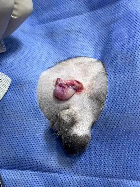 Uğur Veteriner Kliniği foto 2