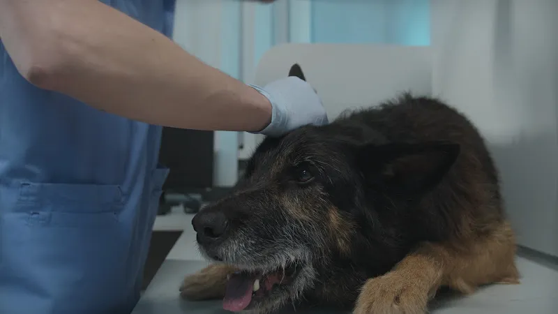 Puppy Uşak Veteriner Kliniği foto 2