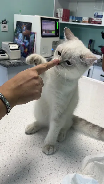 Yenikent Veteriner Kliniği foto 2