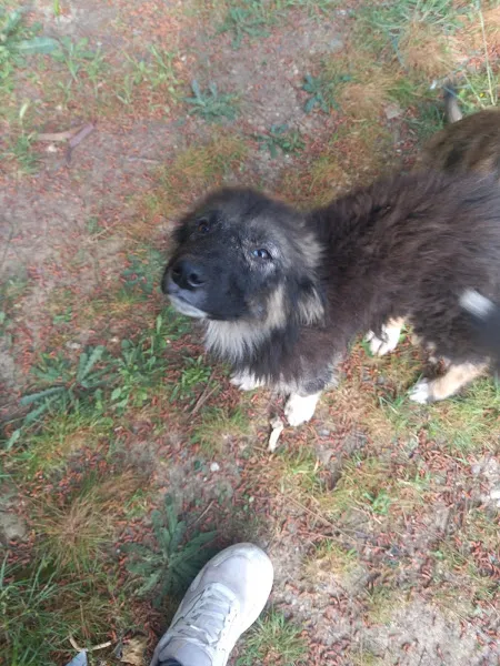 Karşıyaka Yaşam Veteriner Kliniği foto 2